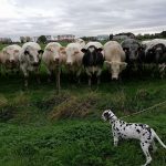 Pets versus cattle